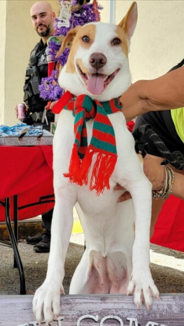 Enlarge Quinny, a Adoptable mixed breed in Lake Worth, FL image 2/11