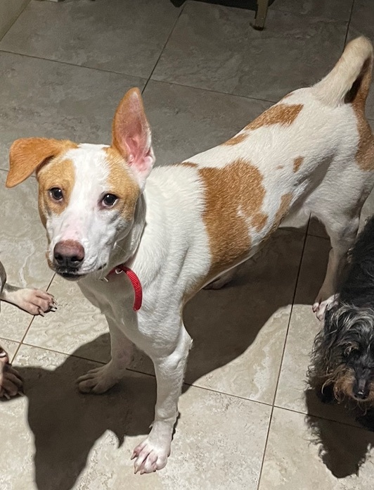 Enlarge Quinny, a Adoptable mixed breed in Lake Worth, FL image 3/11