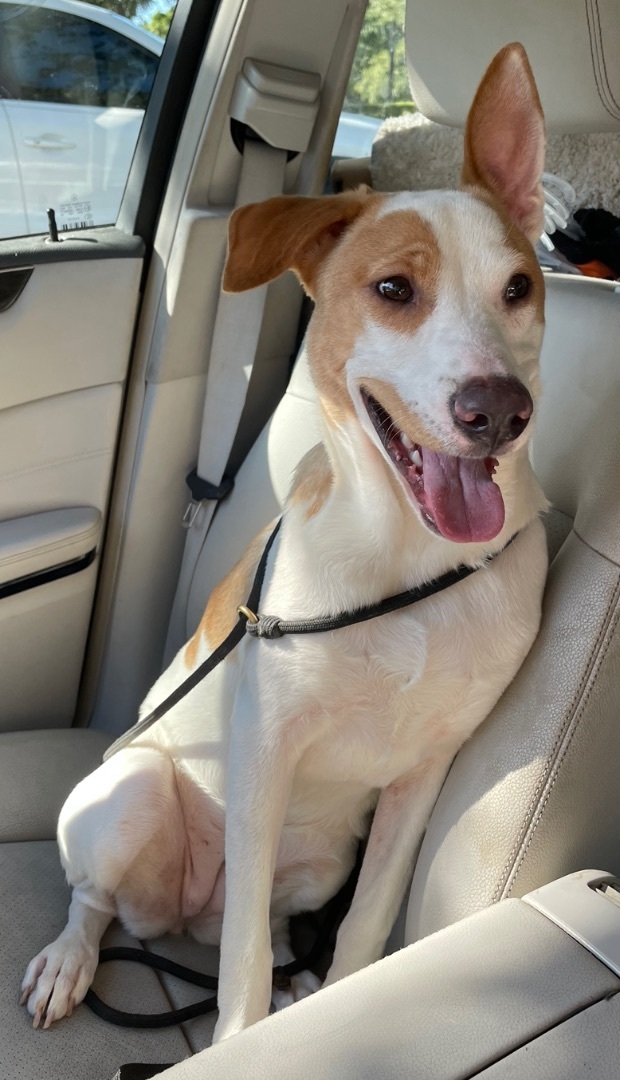 Enlarge Quinny, a Adoptable mixed breed in Lake Worth, FL image 4/11