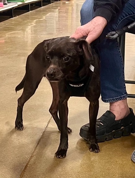 Enlarge Bud, a Adoptable Chihuahua in Tulsa, OK image 2/3