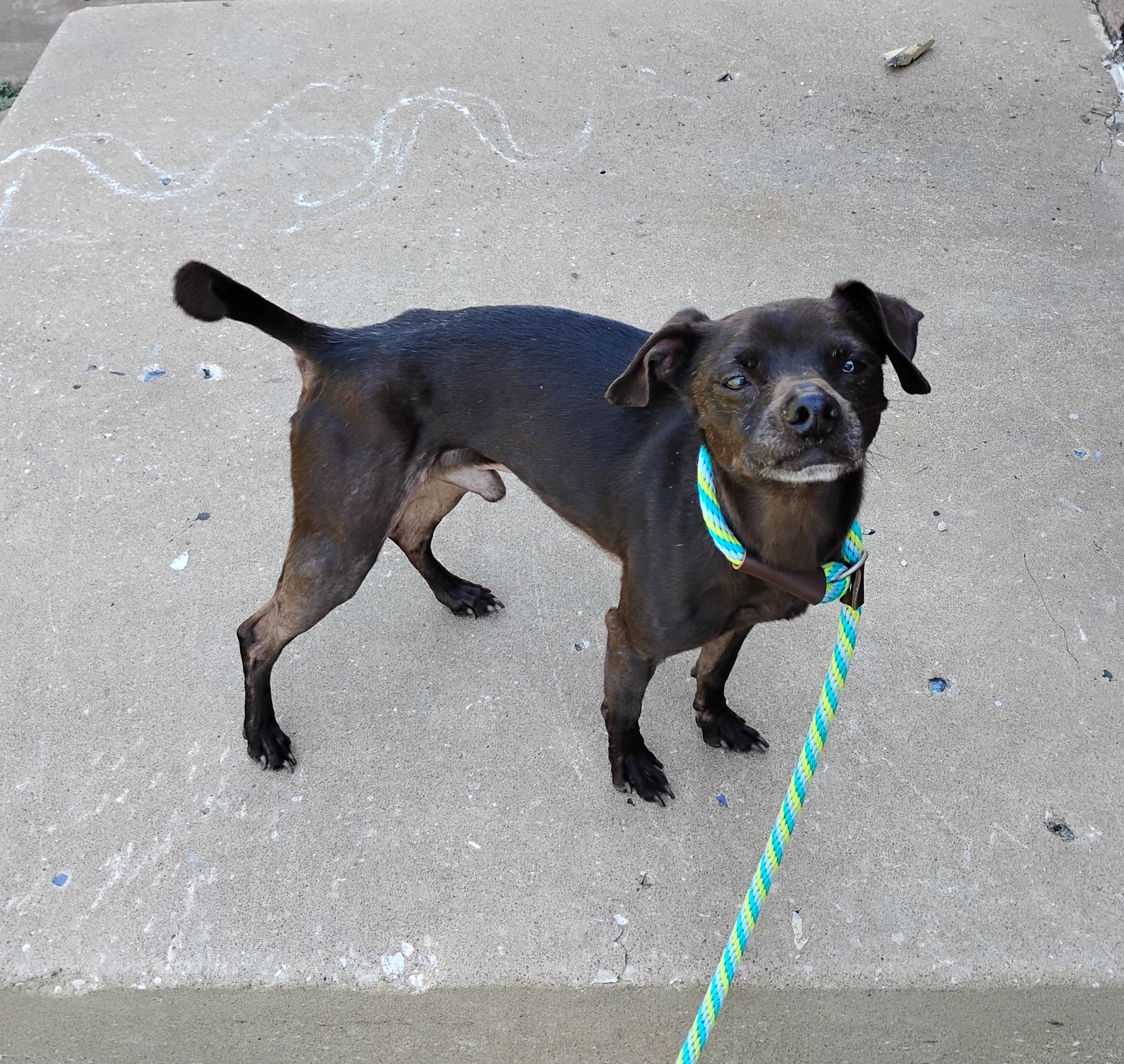 Enlarge Bud, a Adoptable Chihuahua in Tulsa, OK image 3/3