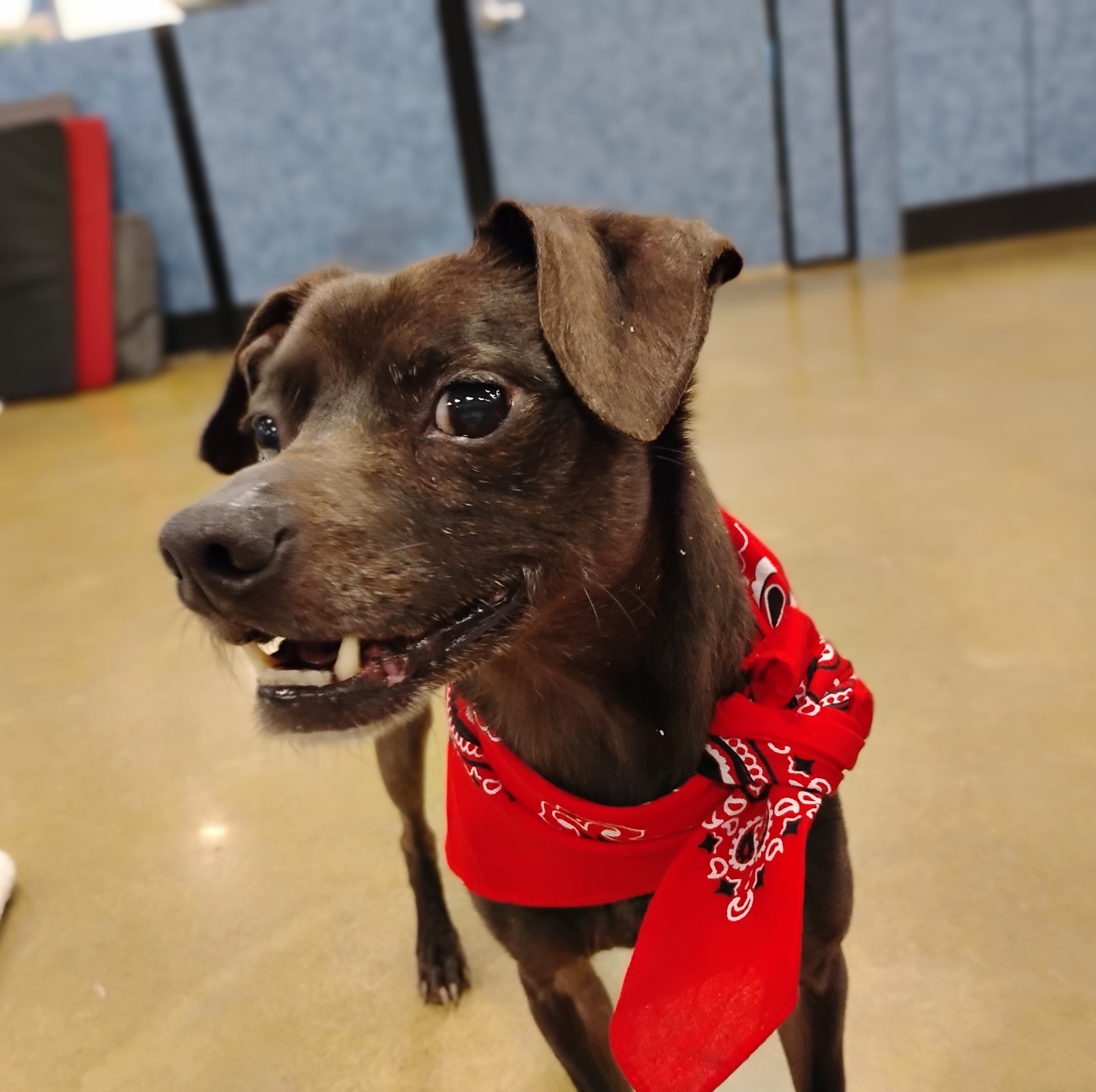 Enlarge Bud, a Adoptable Chihuahua in Tulsa, OK image 1/3