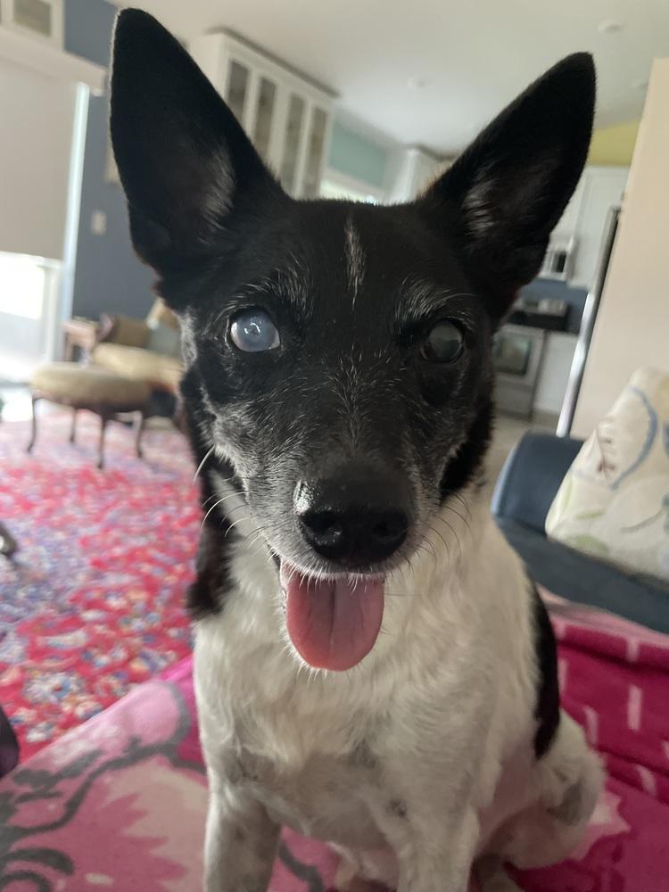 Alexander, Adoptable, Senior Male Rat Terrier.
