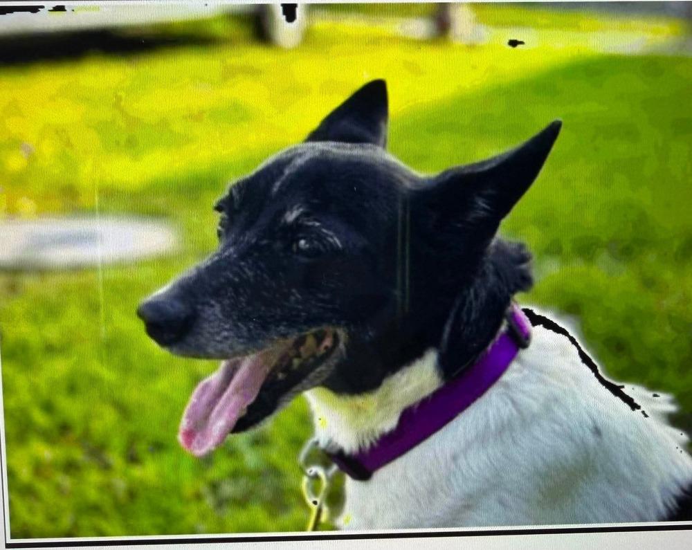 Enlarge Alexander, a Adoptable mixed breed in Melbourne Beach, FL image 2/2