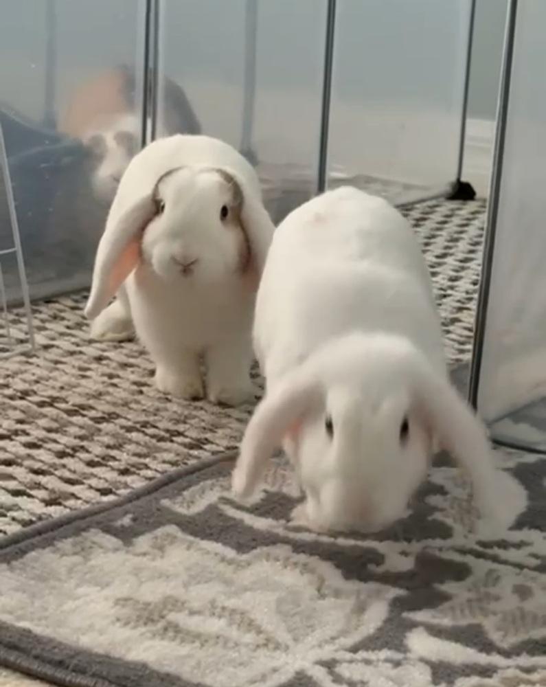 Butter and Bean, Adoptable, Baby Male Lop Eared & Lop Eared.
