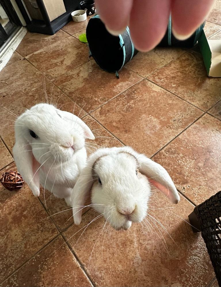 Butter and Bean, a Adoptable mixed breed in Melbourne, FL image 2/6