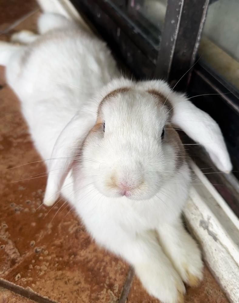 Butter and Bean, a Adoptable mixed breed in Melbourne, FL image 4/6