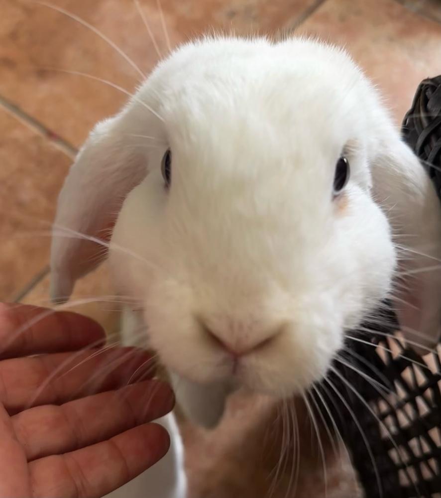 Butter and Bean, a Adoptable mixed breed in Melbourne, FL image 5/6