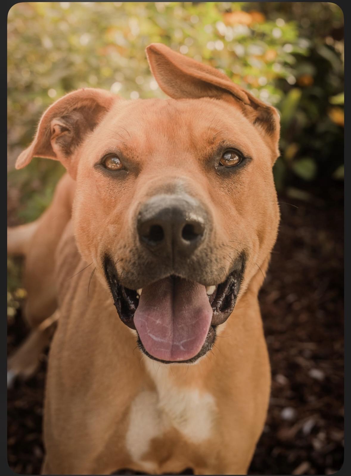Enlarge Hank, a Adoptable Pit Bull Terrier in Tillamook, OR image 1/4
