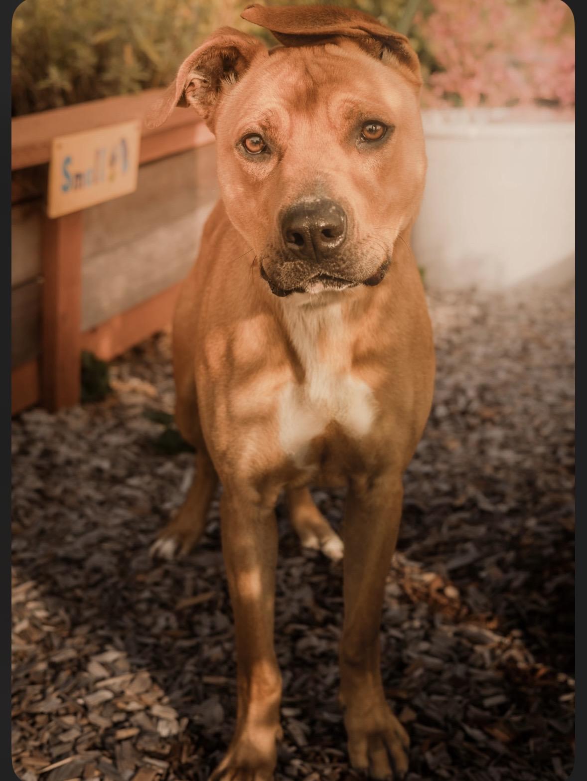 Enlarge Hank, a Adoptable Pit Bull Terrier in Tillamook, OR image 2/4