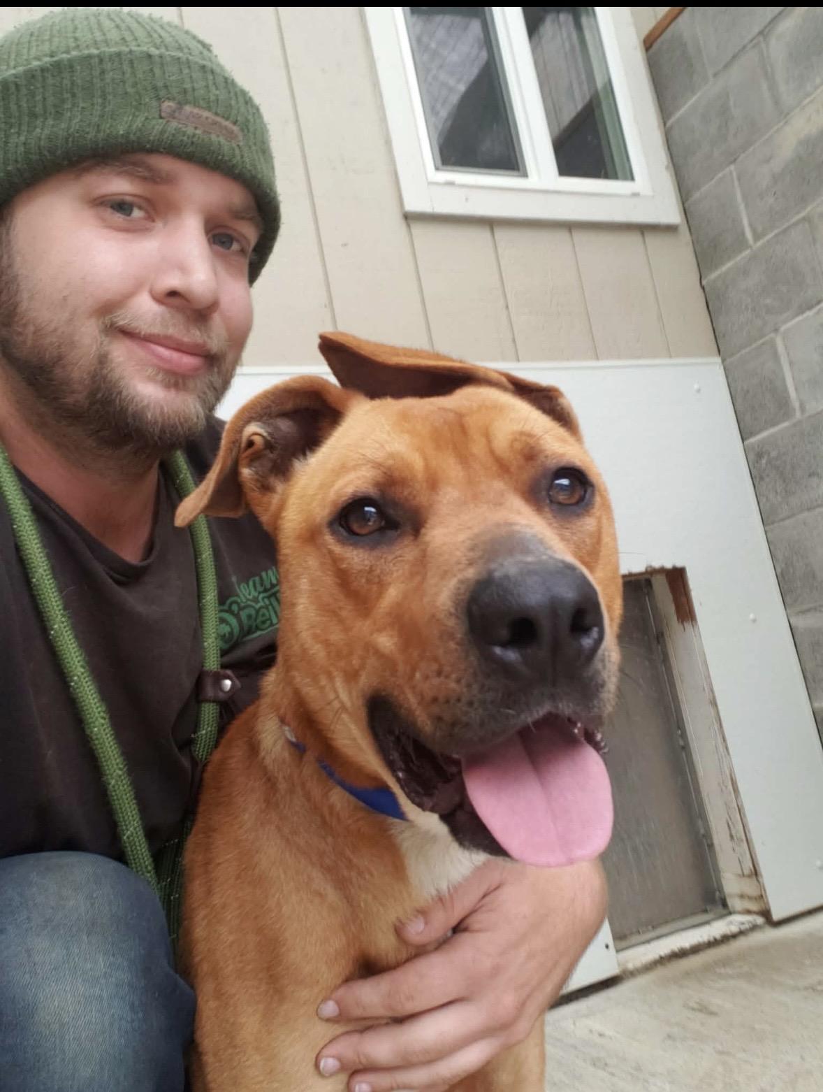 Hank, Adoptable, Young Male Pit Bull Terrier.