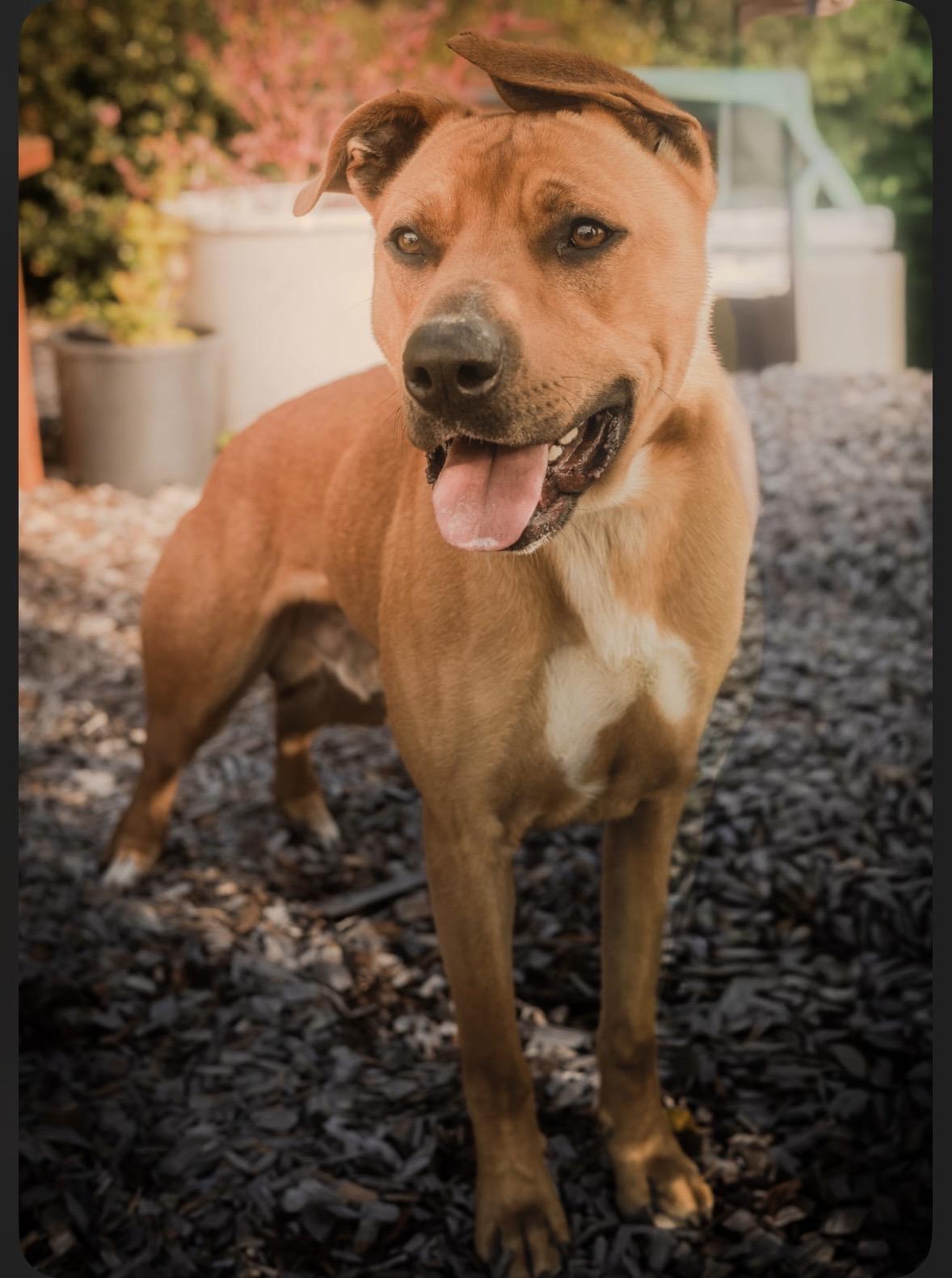 Enlarge Hank, a Adoptable Pit Bull Terrier in Tillamook, OR image 4/4