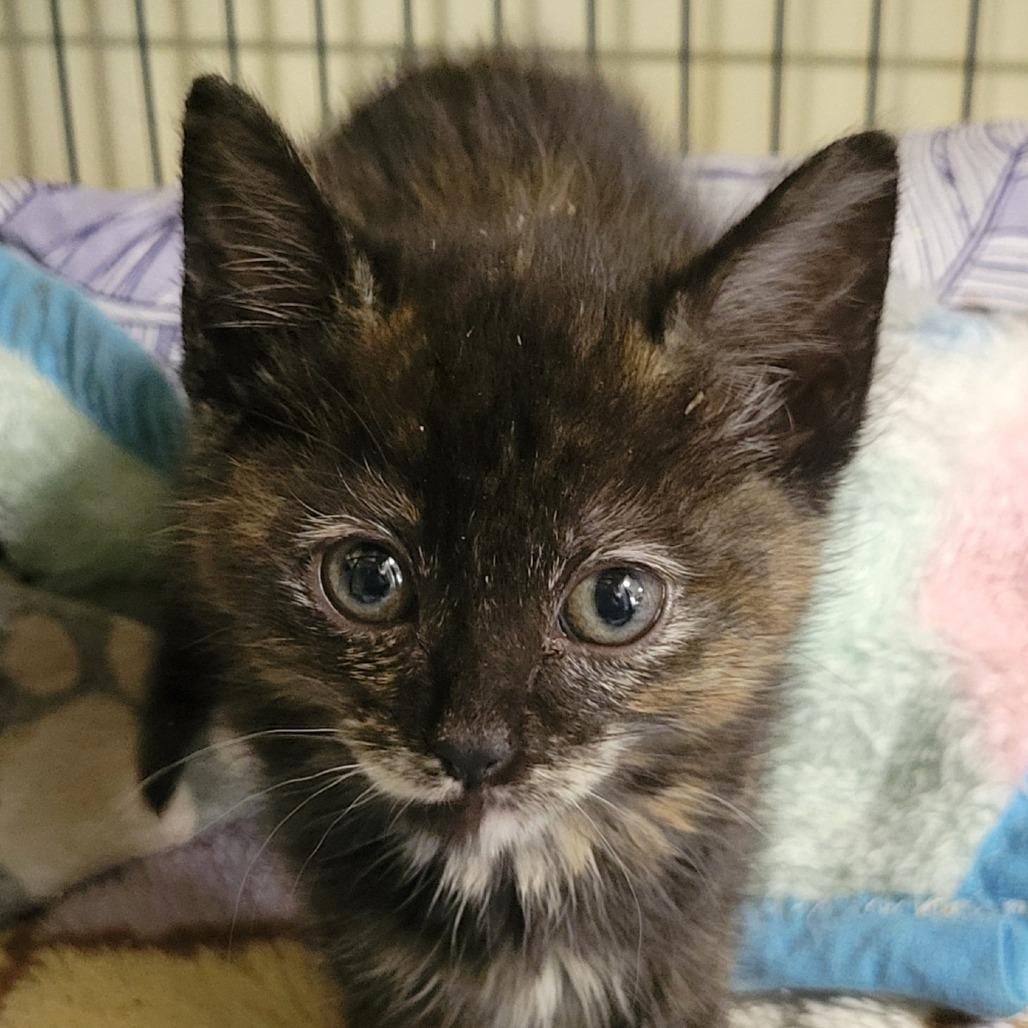 Enlarge Scarlett, a Adoptable Domestic Short Hair in Allyn, WA image 1/1