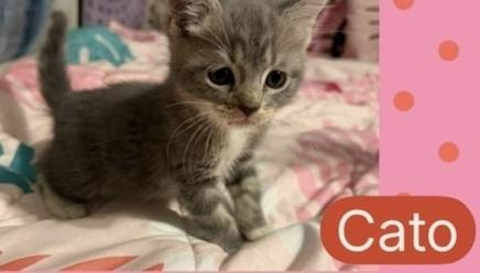 Enlarge Cato, a Adoptable mixed breed in Dutton, VA image 1/1
