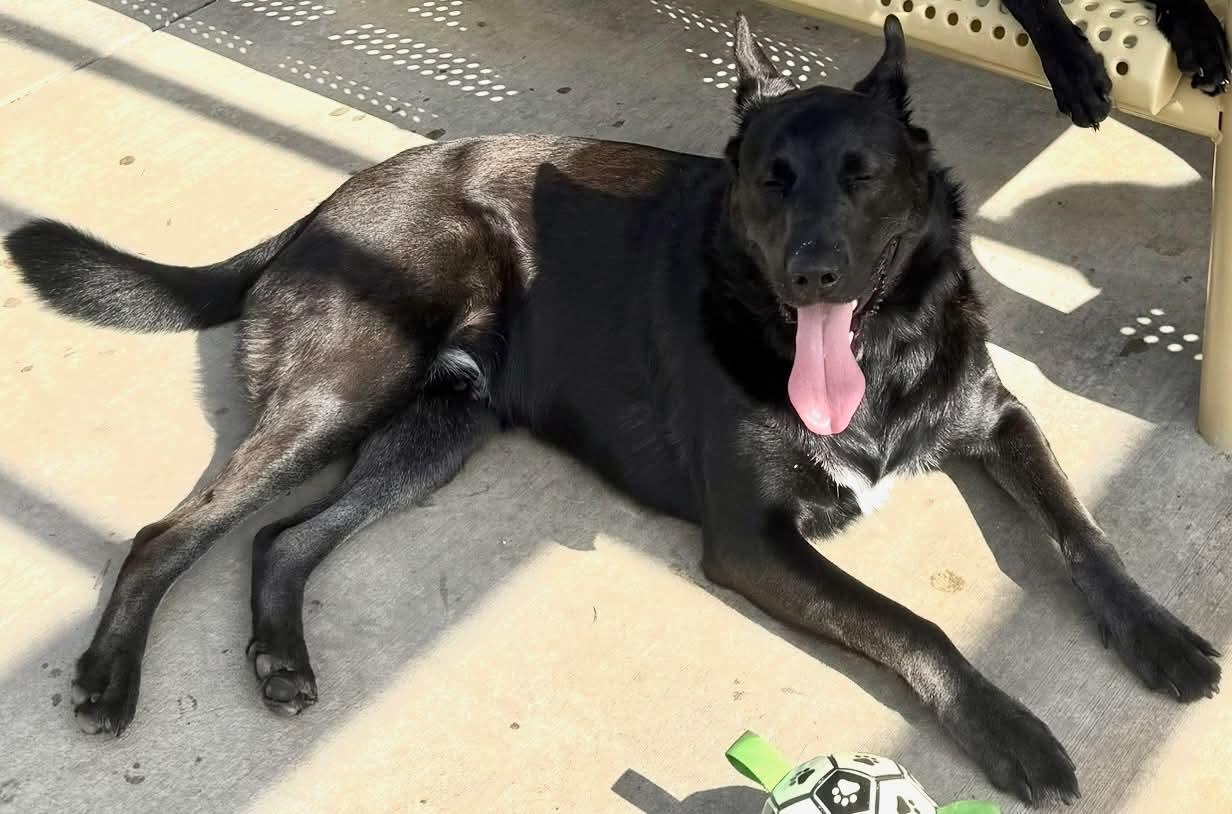 Noah, a ADOPTABLE mixed breed in Grand Terrace, CA image 2/4