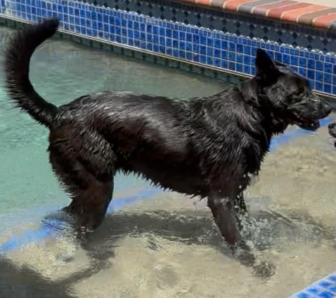 Noah, a ADOPTABLE mixed breed in Grand Terrace, CA image 3/4