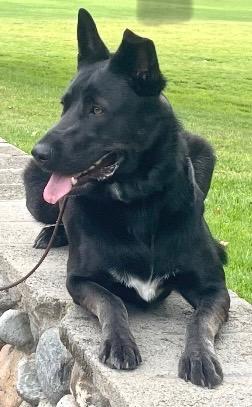 Noah, ADOPTABLE, Adult Male German Shepherd Dog & Husky.