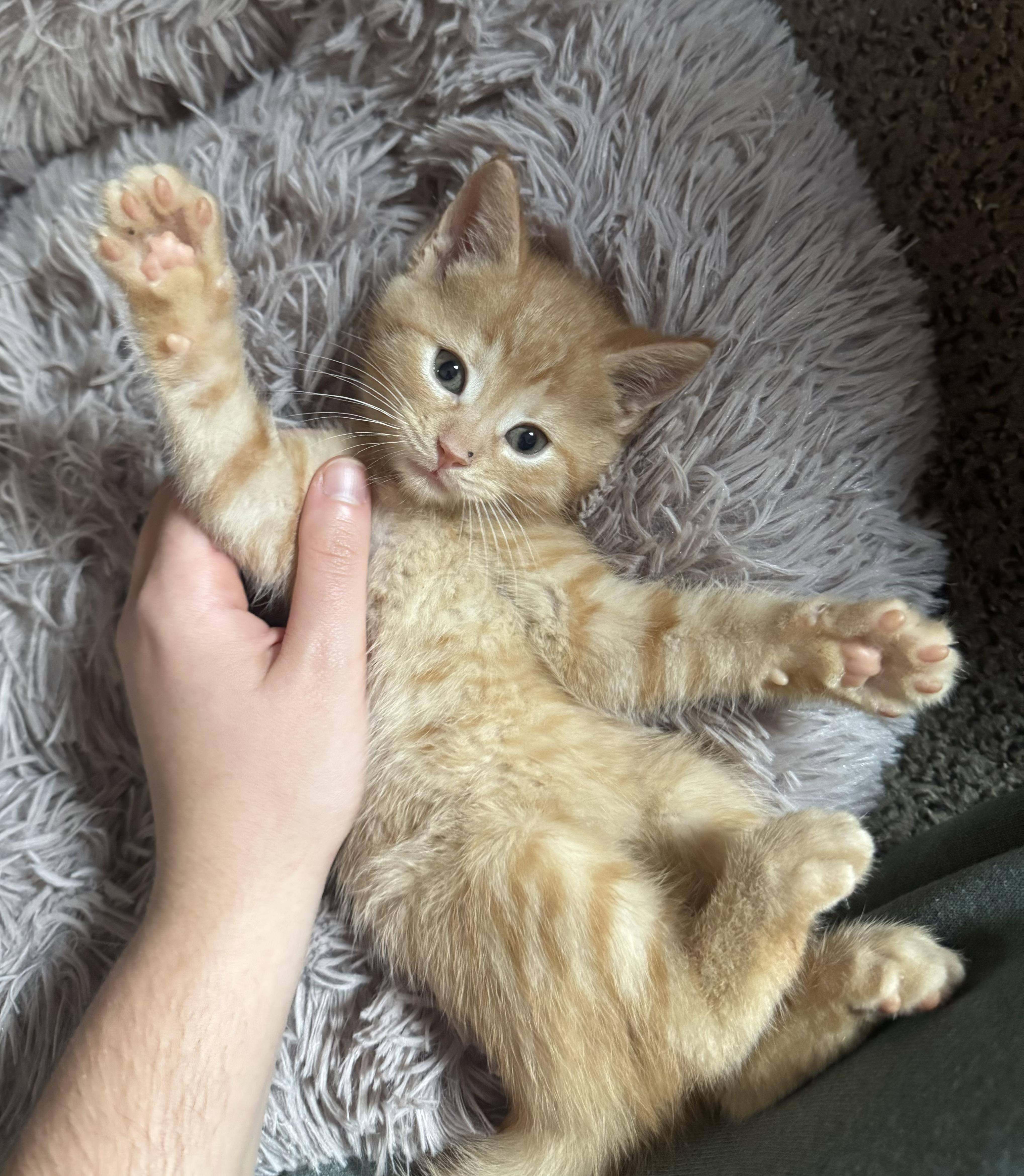 Atticus