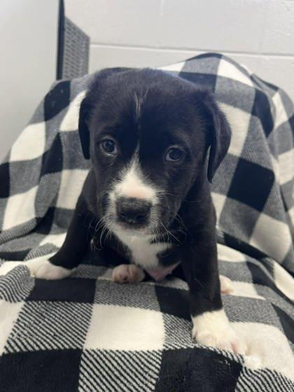 Enlarge Johnny, a Adoptable mixed breed in Spruce Pine, NC image 1/1