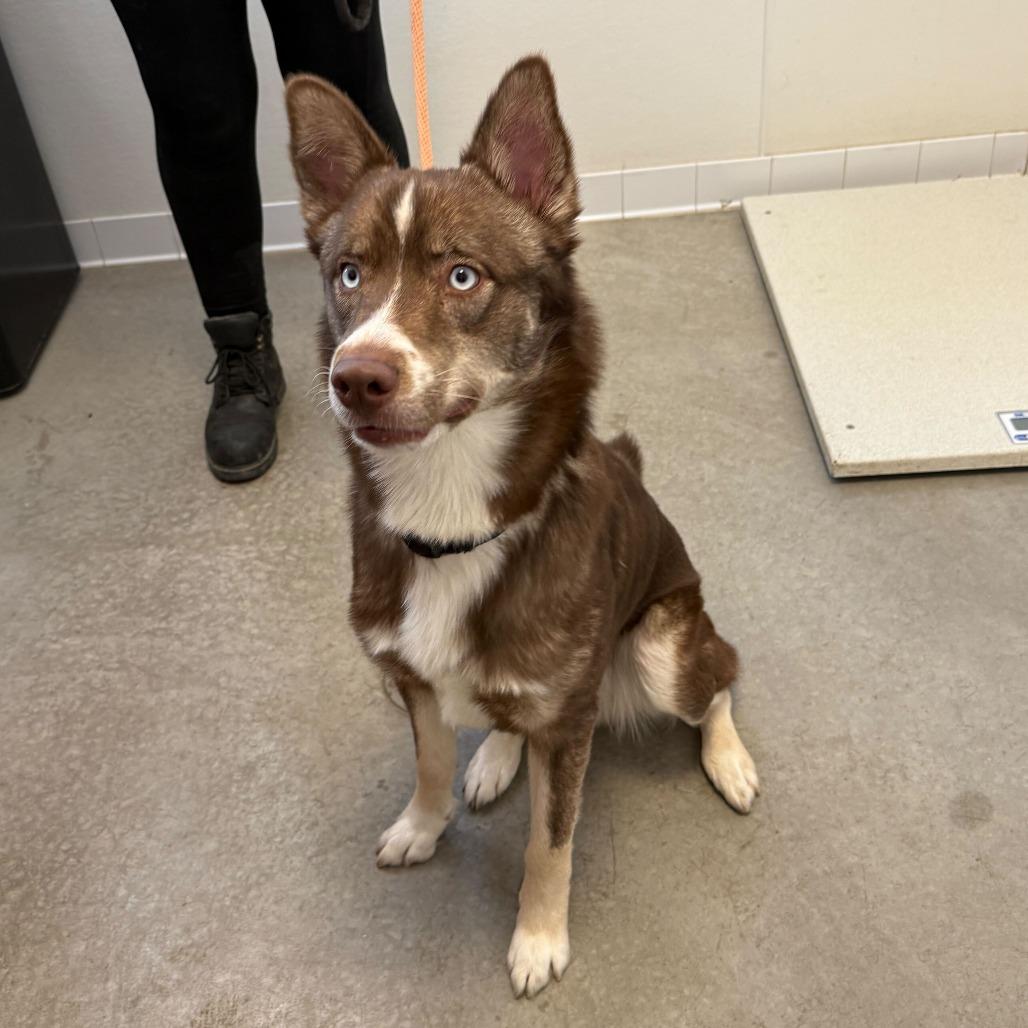 Squeegee, a Adoptable Husky in Rifle, CO image 1/6