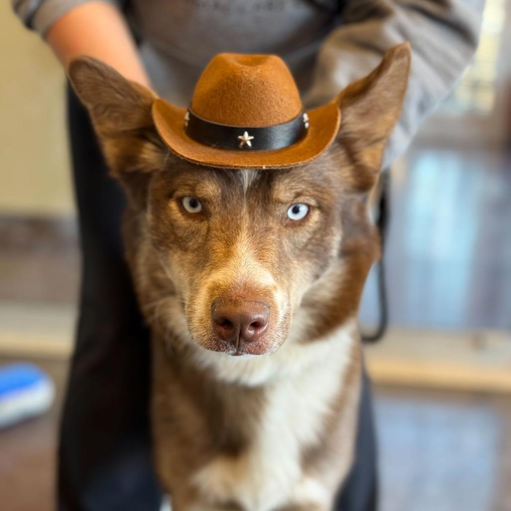 Squeegee, a Adoptable Husky in Rifle, CO image 3/6