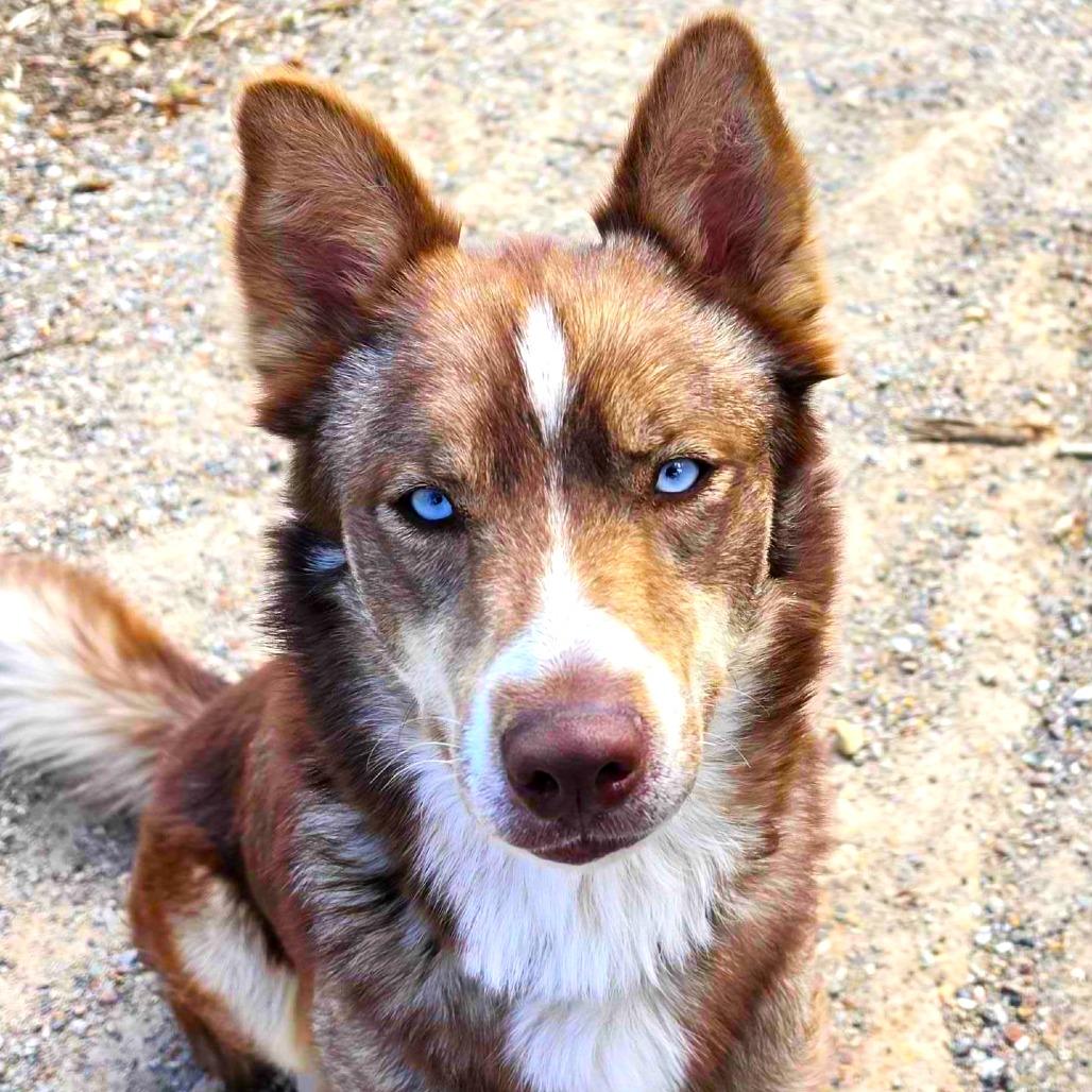 Squeegee, a Adoptable Husky in Rifle, CO image 6/6