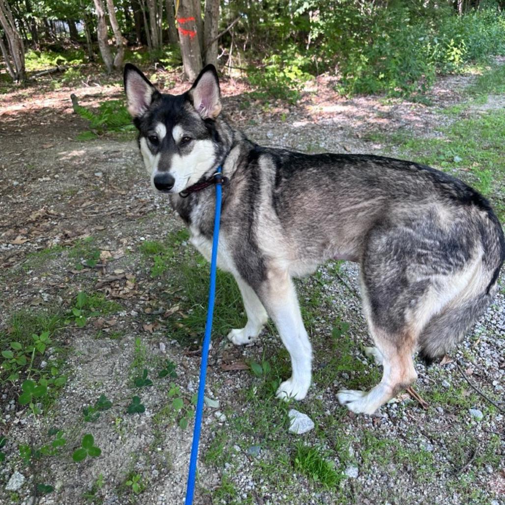 Trouble, Adoptable, Adult Female Husky.
