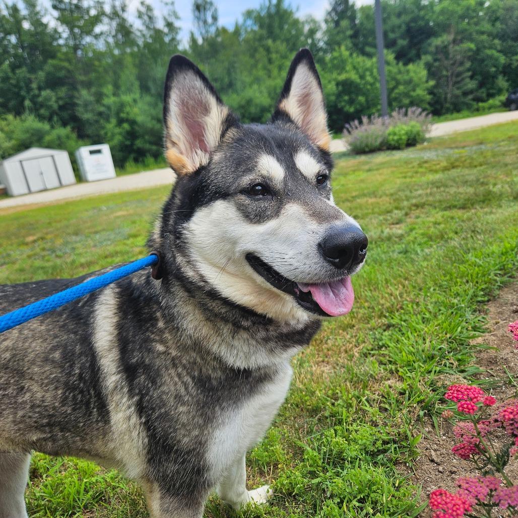 Trouble, a Adoptable Husky in Conway, NH image 2/6