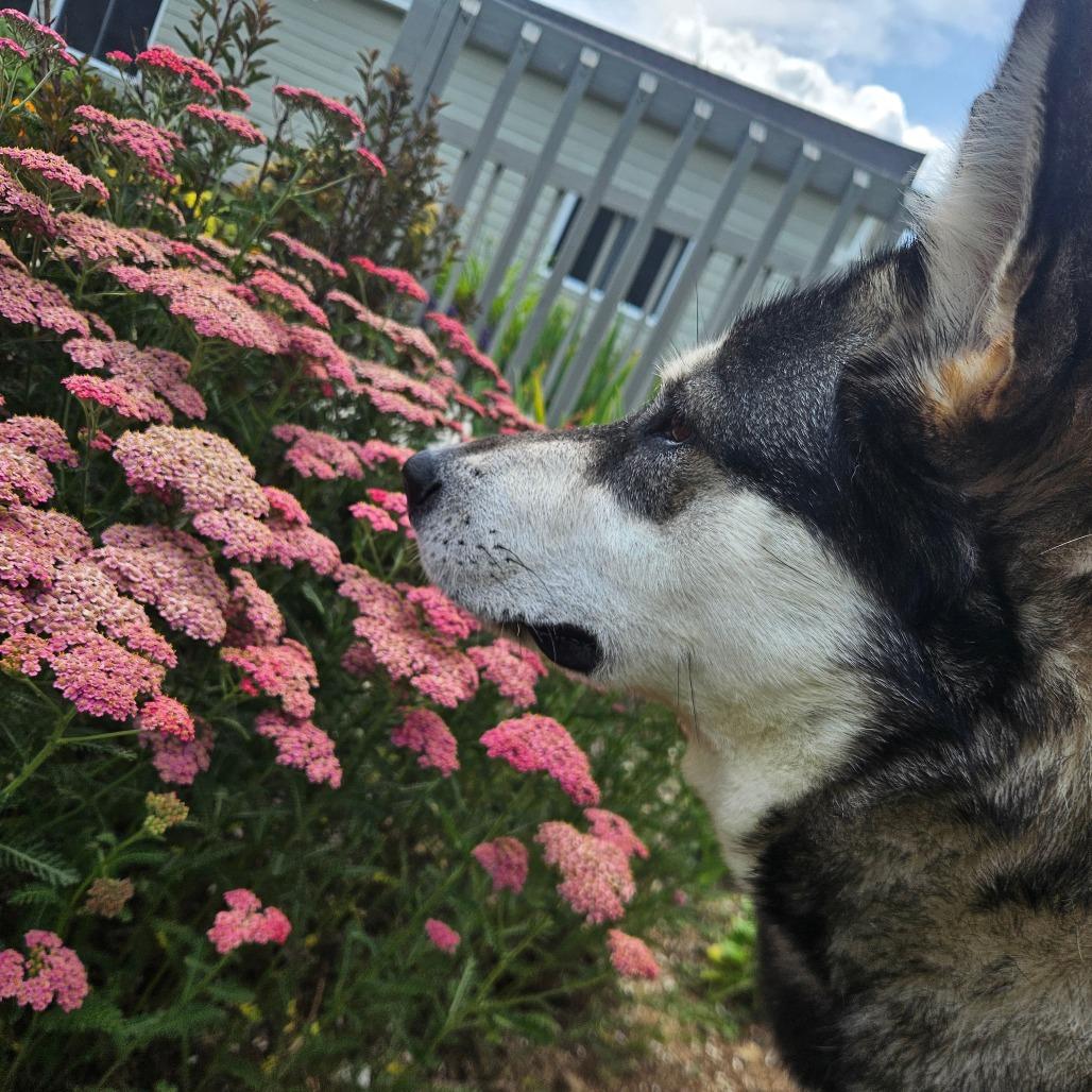 Enlarge Trouble, a Adoptable Husky in Conway, NH image 2/6