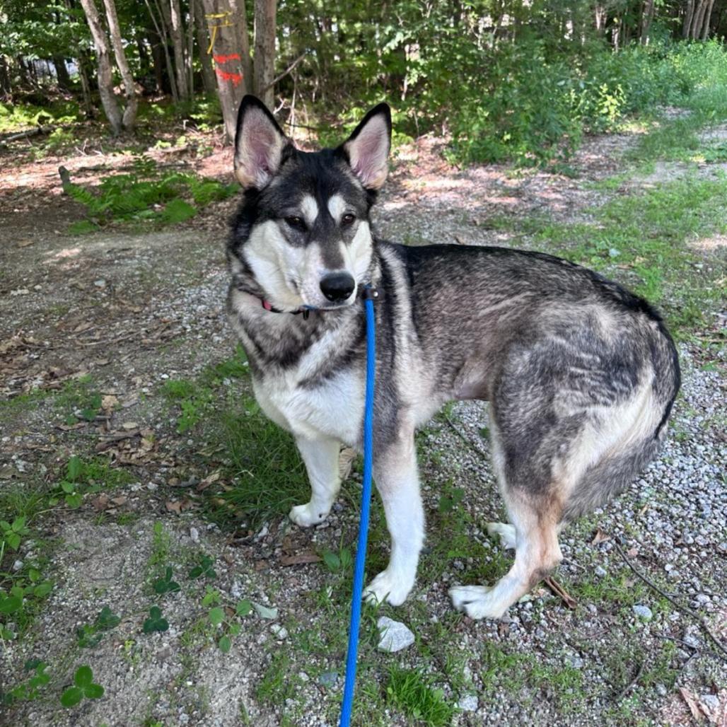 Trouble, a Adoptable Husky in Conway, NH image 3/6