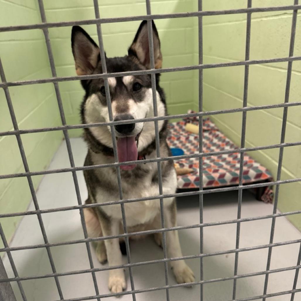 Trouble, a Adoptable Husky in Conway, NH image 4/6