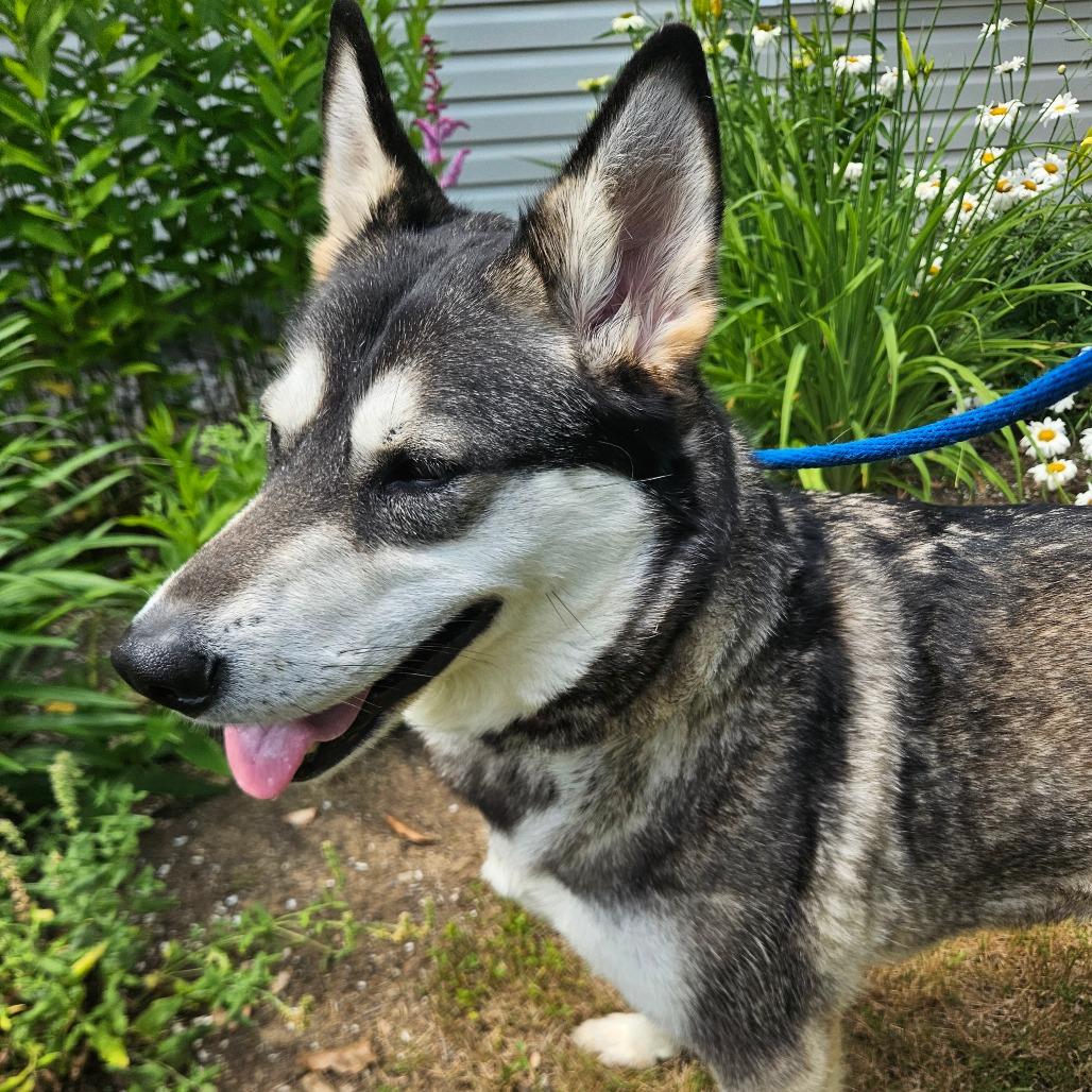 Trouble, a Adoptable Husky in Conway, NH image 5/6