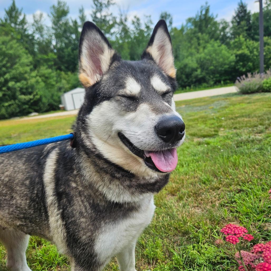 Enlarge Trouble, a Adoptable Husky in Conway, NH image 4/6