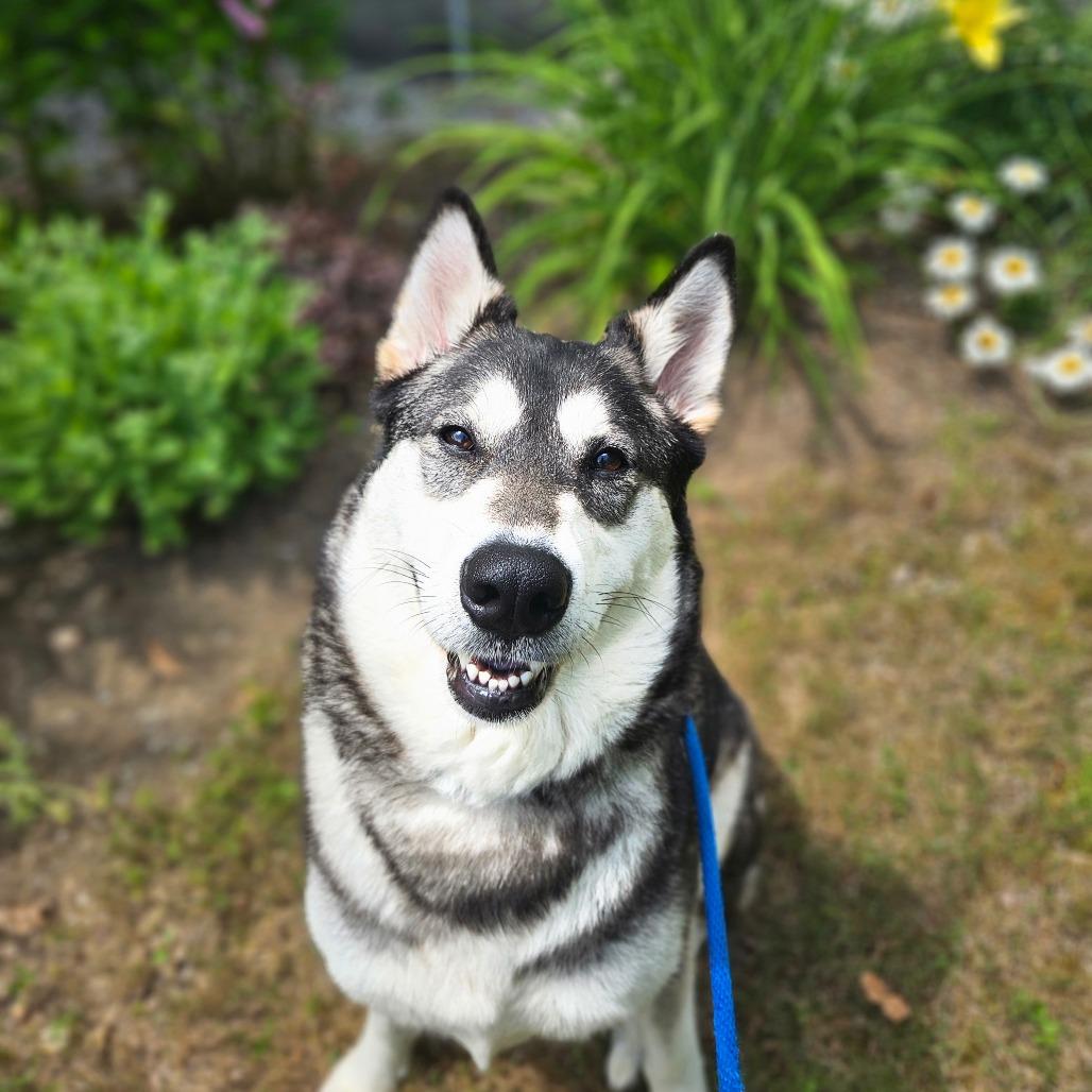Trouble, a Adoptable Husky in Conway, NH image 6/6