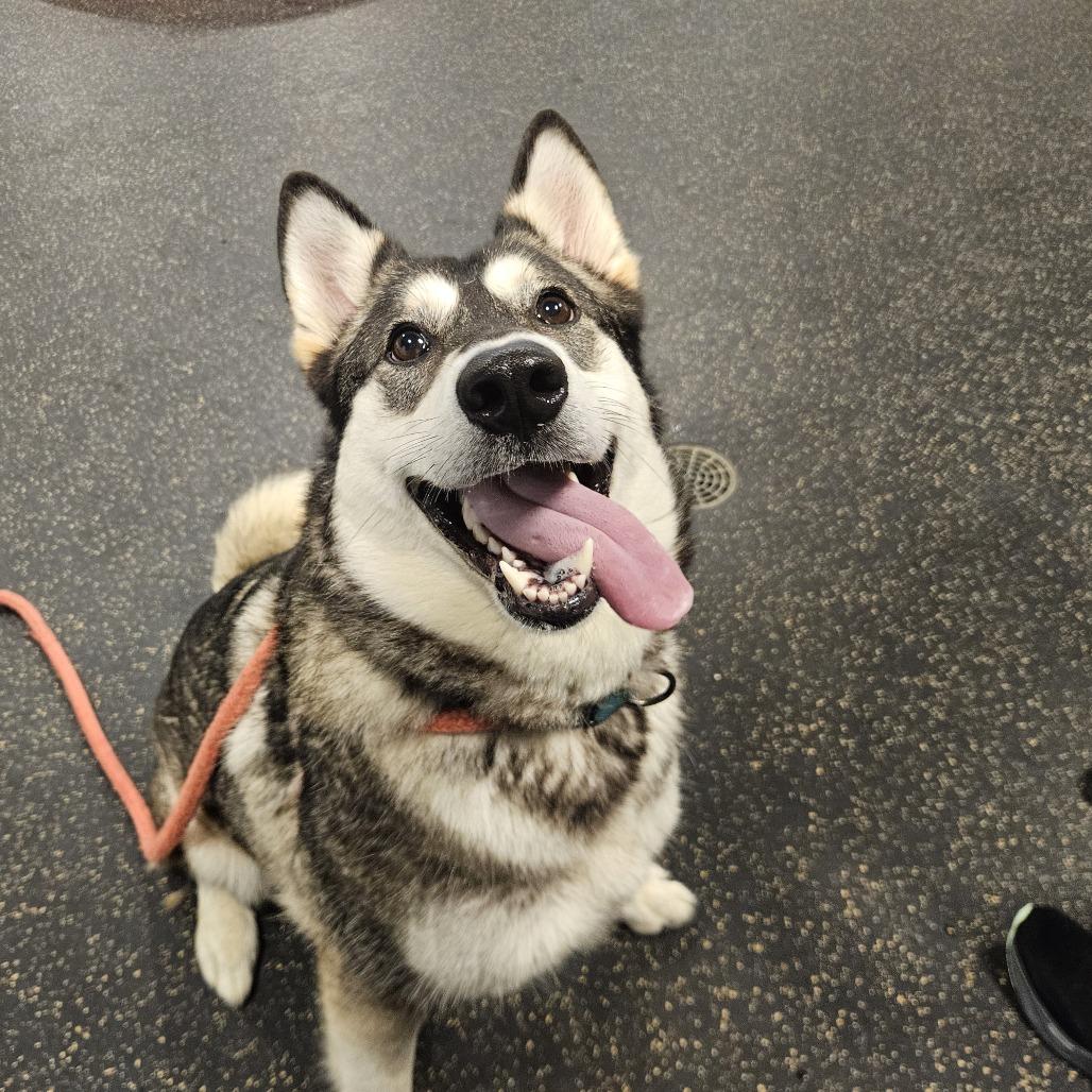 Enlarge Trouble, a Adoptable Husky in Conway, NH image 6/6