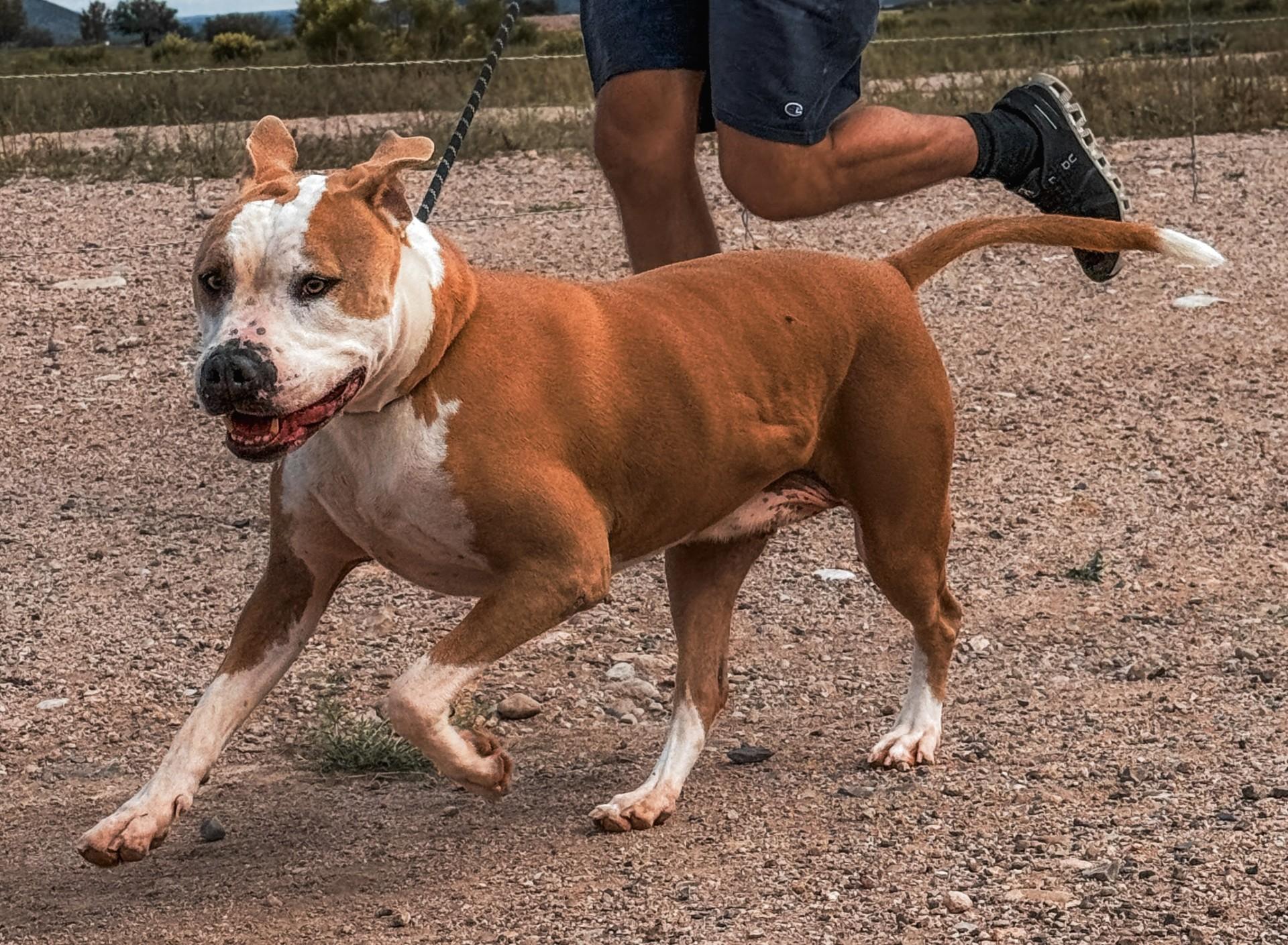 Enlarge Romeo, a Adoptable Pit Bull Terrier in Sierra Vista, AZ image 1/4