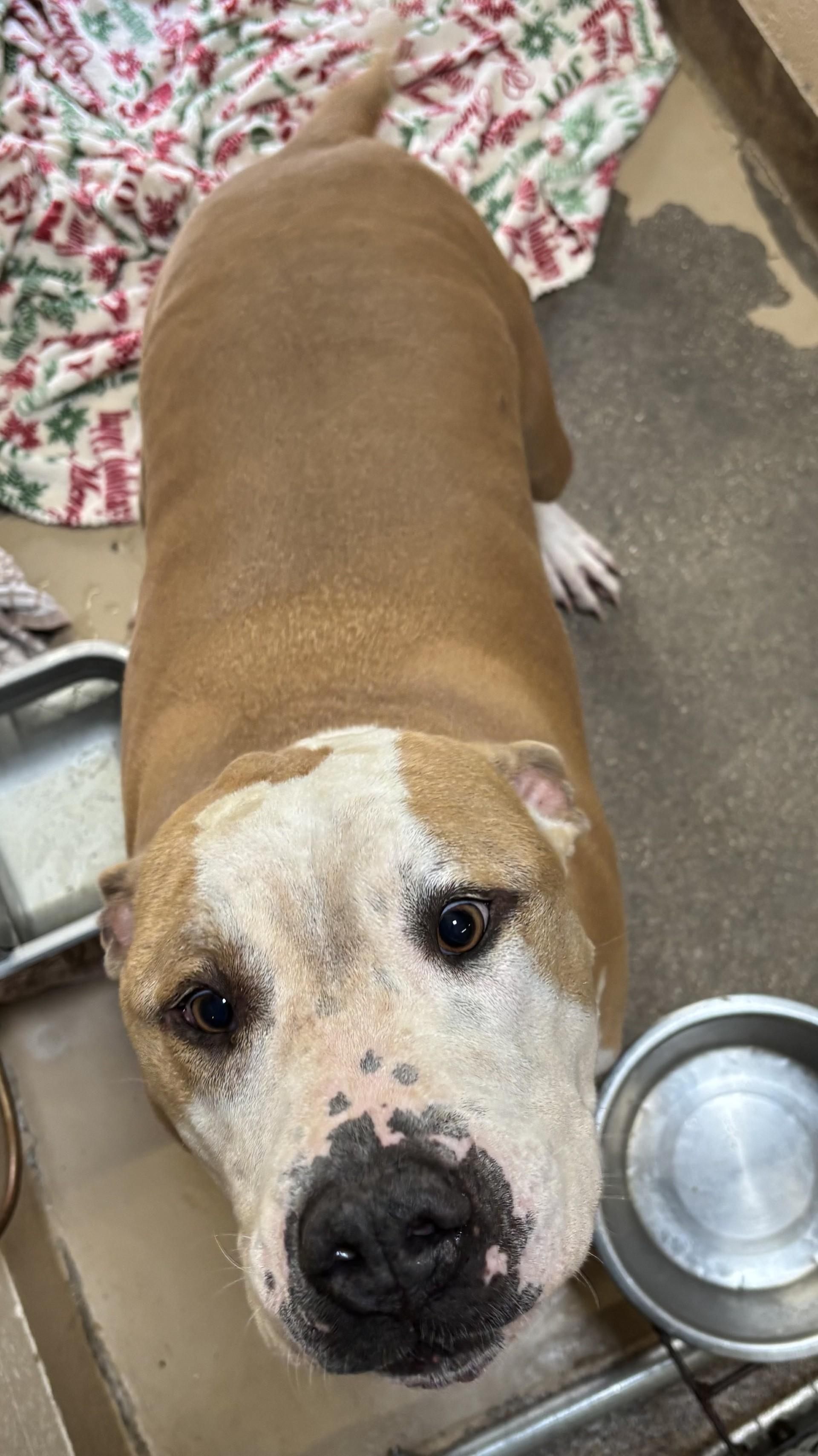 Enlarge Romeo, a Adoptable Pit Bull Terrier in Sierra Vista, AZ image 3/4