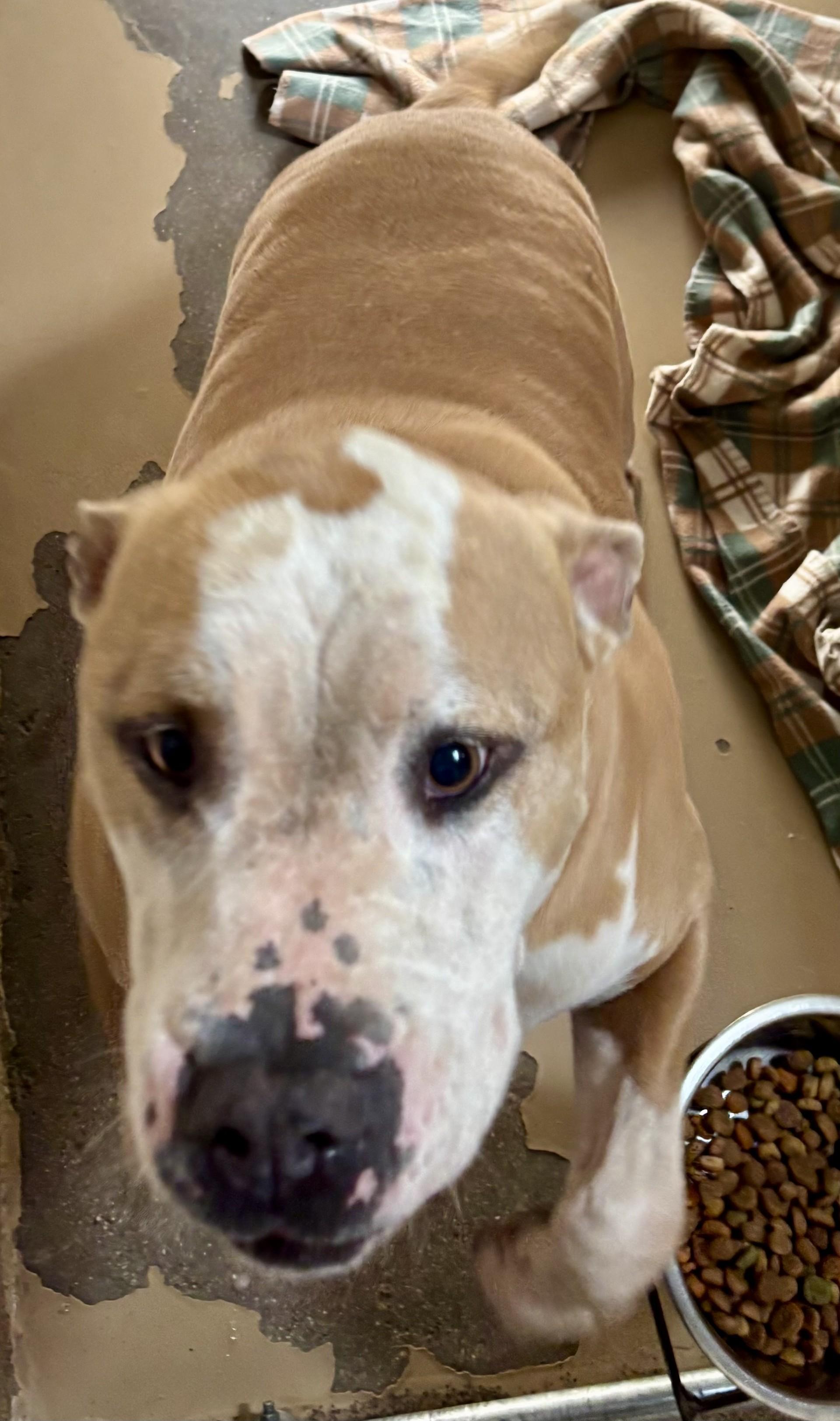 Enlarge Romeo, a Adoptable Pit Bull Terrier in Sierra Vista, AZ image 4/4