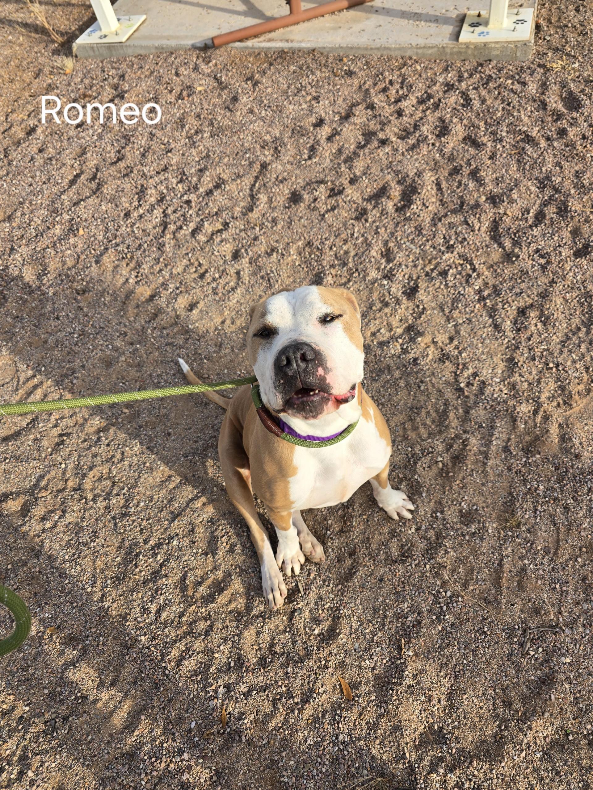 Enlarge Romeo, a Adoptable Pit Bull Terrier in Sierra Vista, AZ image 2/4