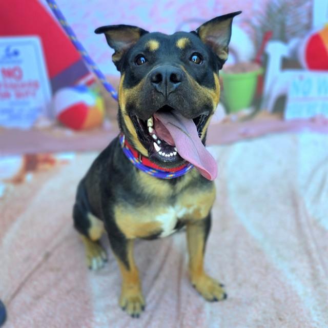 Enlarge WEDGE, a Adoptable mixed breed in Long Beach, CA image 1/1