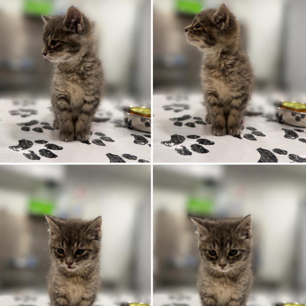 Enlarge Bee, a Adoptable Domestic Short Hair in St. Louis, MO image 1/1