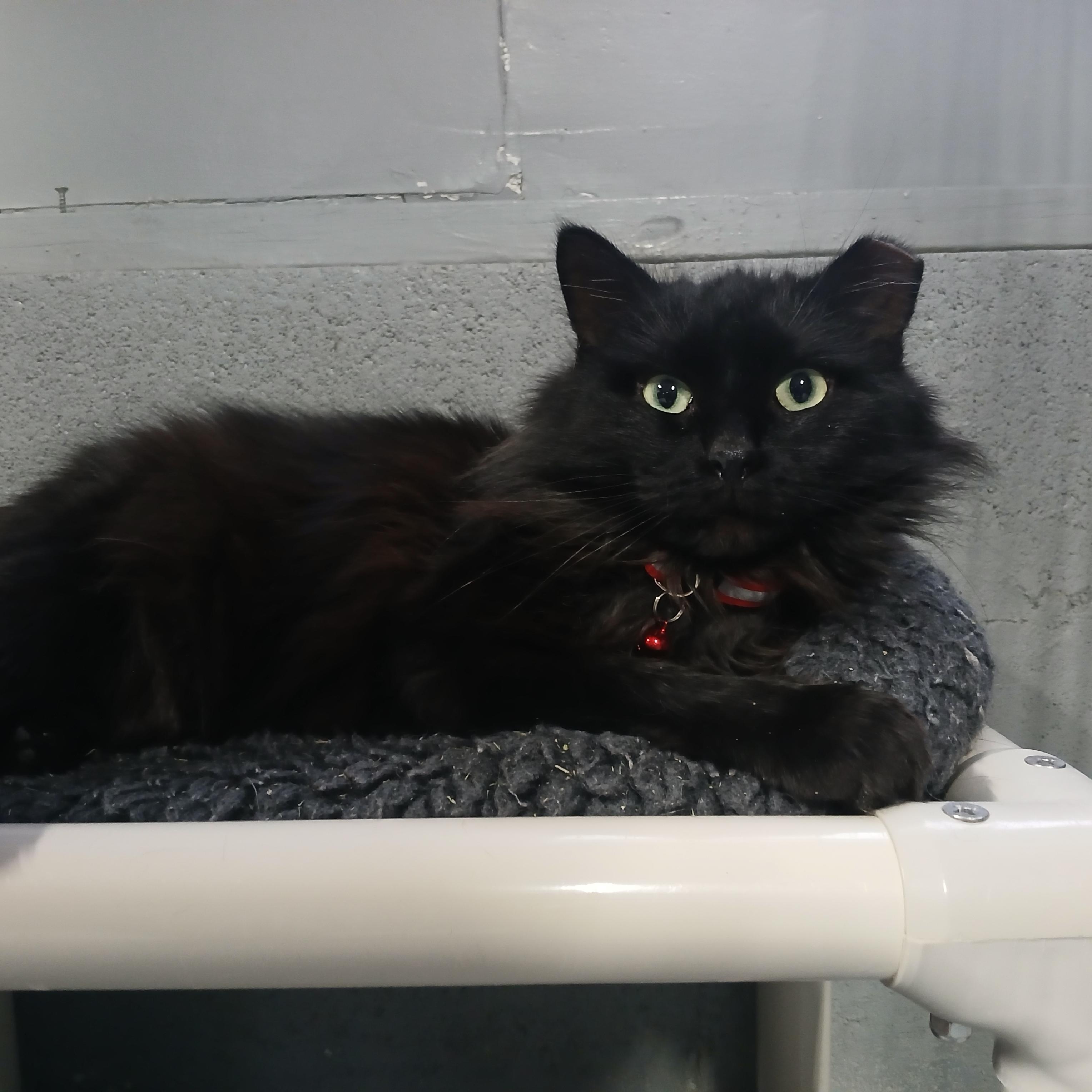 Milton, Adoptable, Adult Male Domestic Medium Hair.