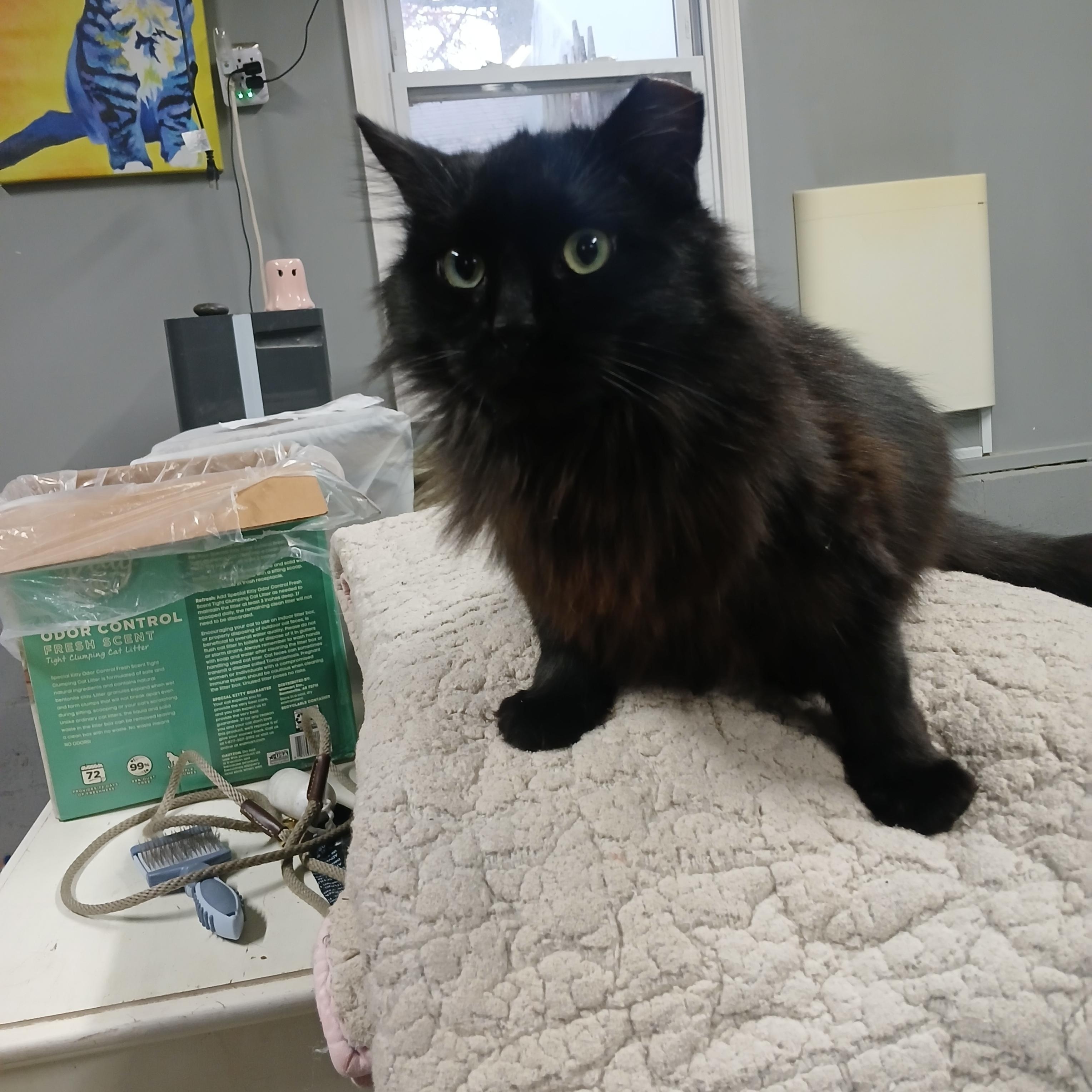 Enlarge Milton, a Adoptable Domestic Medium Hair in Hillside, NJ image 2/4