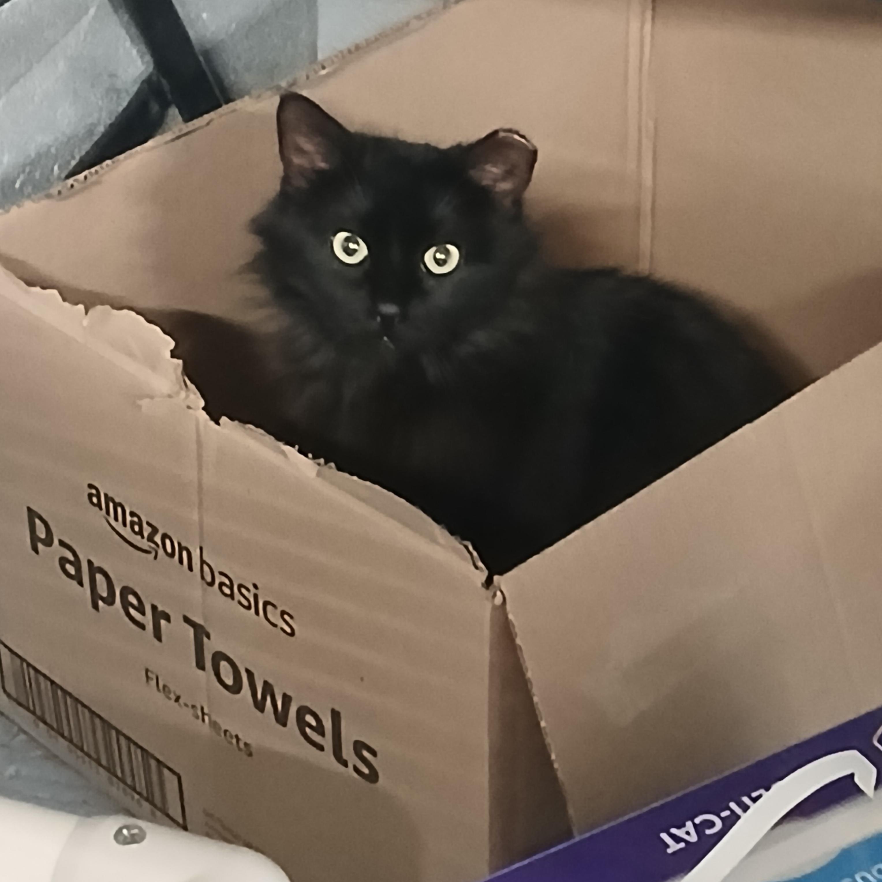 Enlarge Milton, a Adoptable Domestic Medium Hair in Hillside, NJ image 3/4