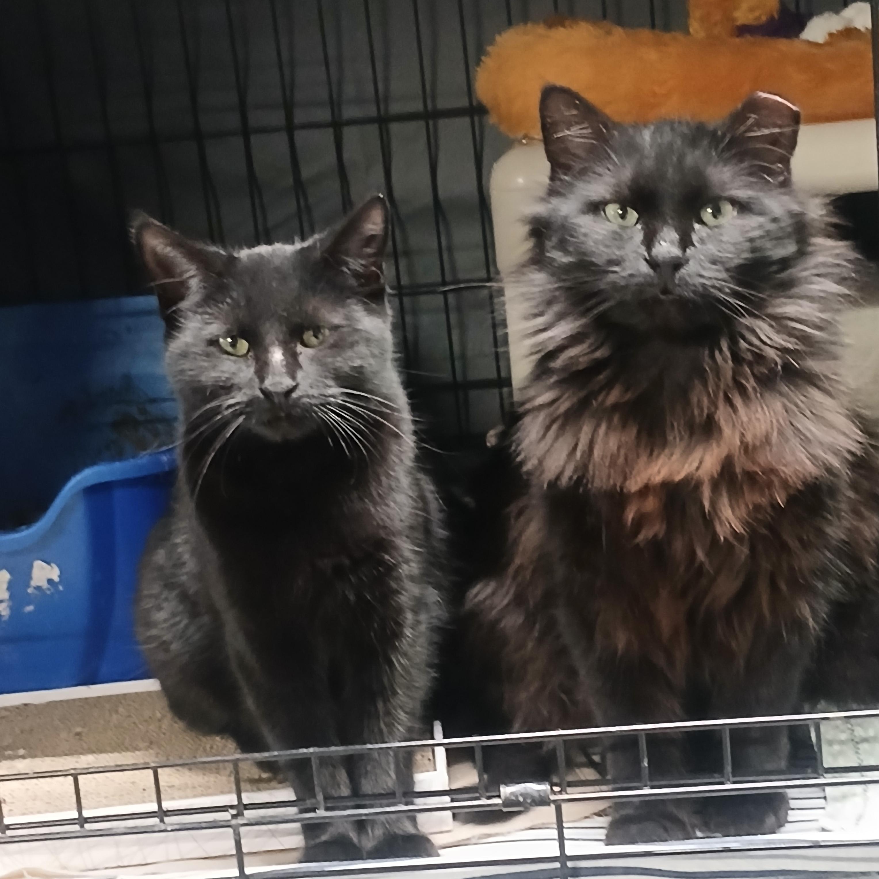 Enlarge Milton, a Adoptable Domestic Medium Hair in Hillside, NJ image 4/4