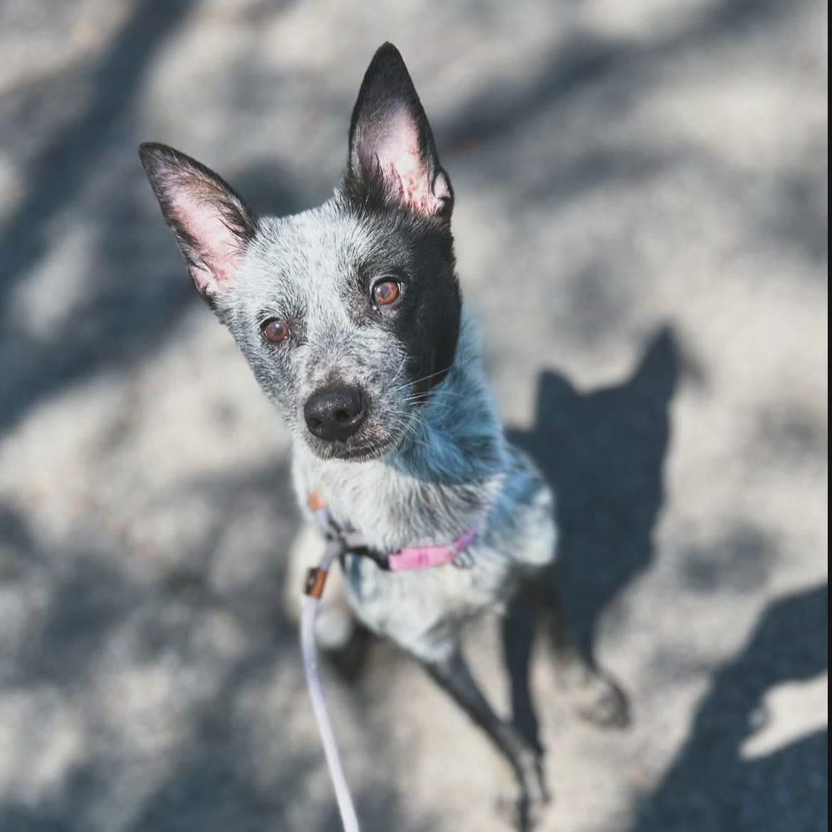 Jasmine, ADOPTABLE, Puppy Female Australian Cattle Dog / Blue Heeler.