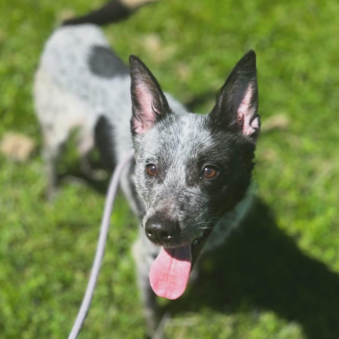 Jasmine, a ADOPTABLE Australian Cattle Dog / Blue Heeler in West Falls, NY image 2/3