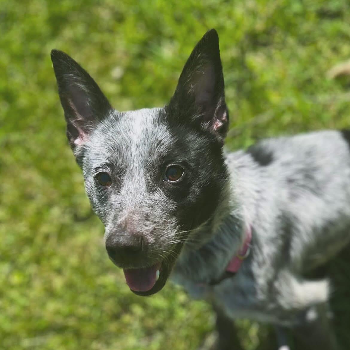 Jasmine, a ADOPTABLE Australian Cattle Dog / Blue Heeler in West Falls, NY image 3/3