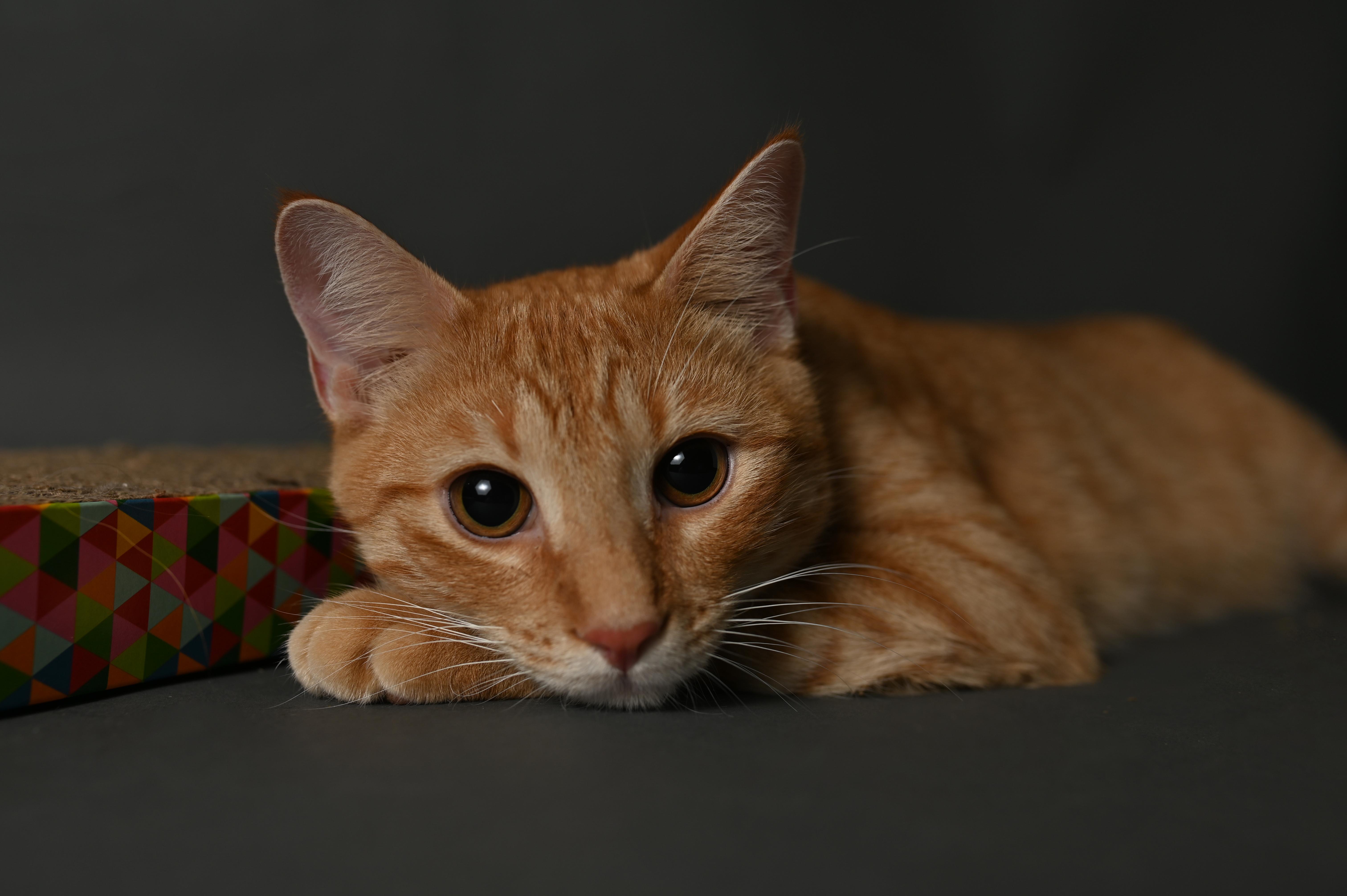 Pogo & Yoyo - Courtesy Post, Adoptable, Young Male Domestic Short Hair.