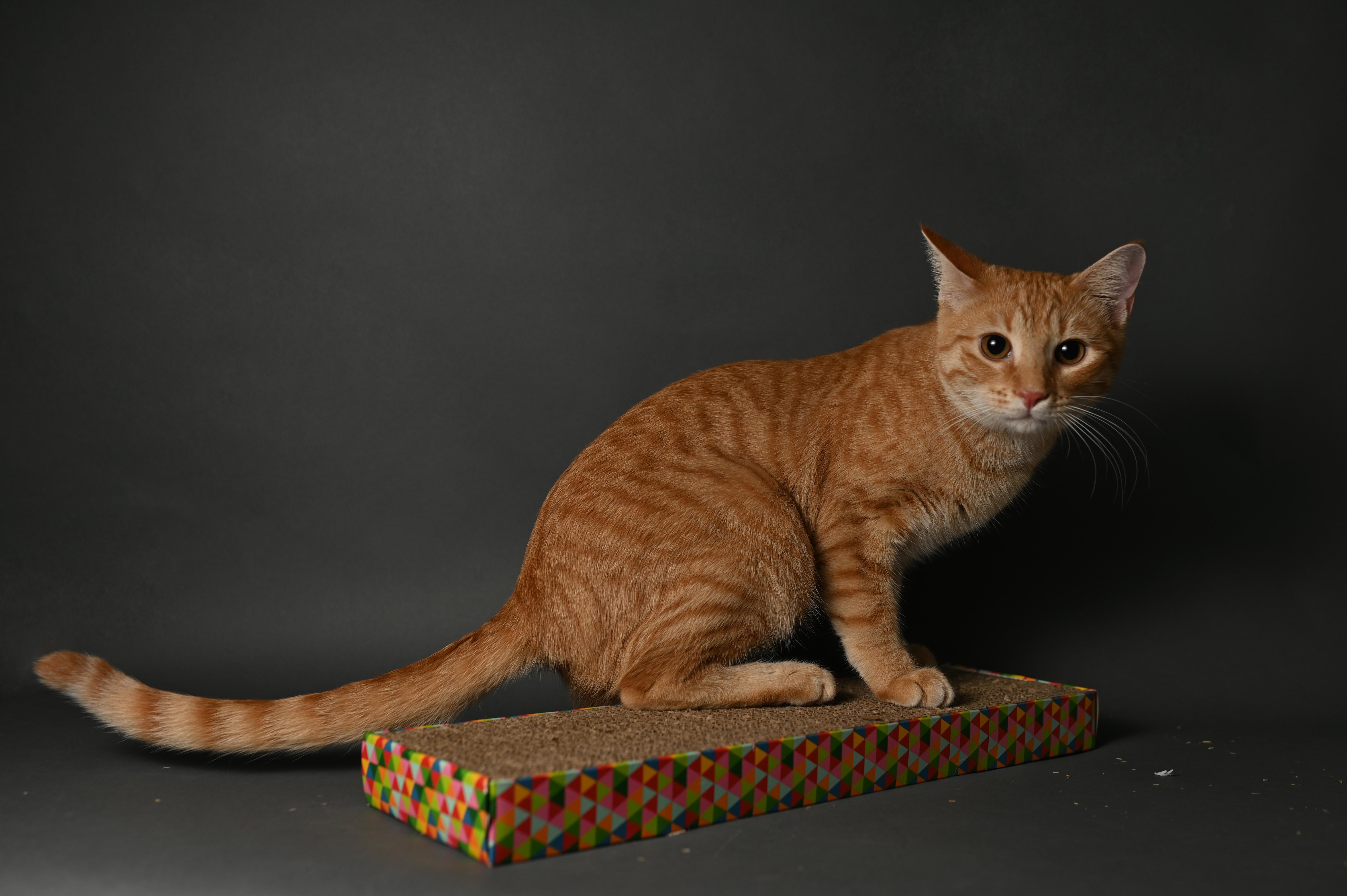 Pogo & Yoyo - Courtesy Post, a Adoptable Domestic Short Hair in Fort Worth, TX image 3/4